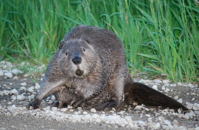 beaver.jpg