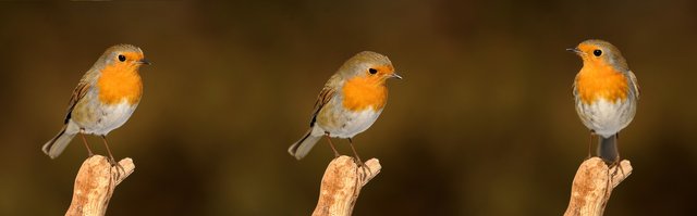 robin-2900029_1920.jpg