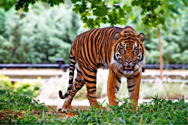 sumatran-tiger-tiger-big-cat-stripes-46251.jpeg
