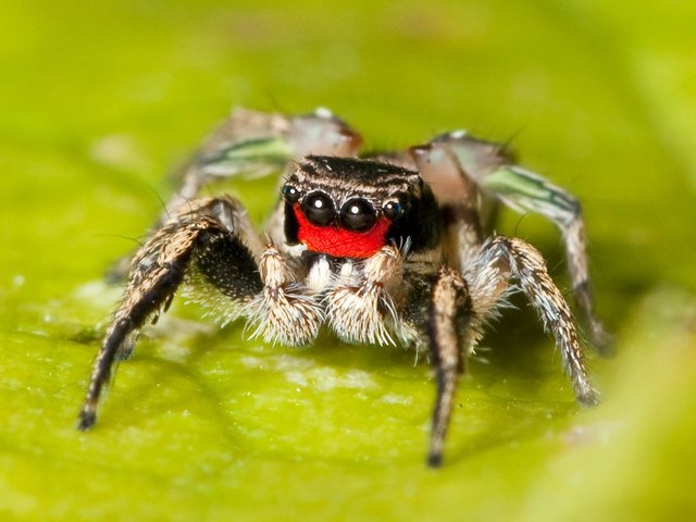 Habronattus_coecatus_Kaldari_01.jpg