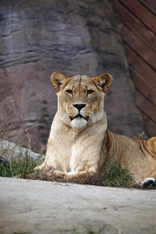 Lioness Relaxing.jpg