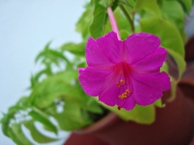 flor 18.JPG