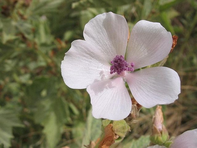 marshmallow_althea_officinalis_img.jpg