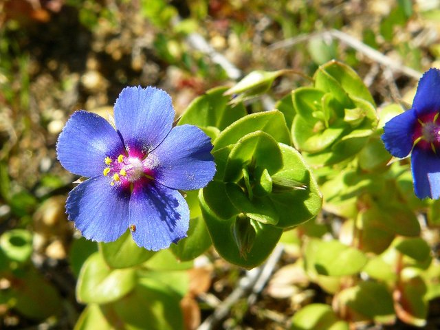 Anagallis monellii - Blue Pimpernel 2.jpg