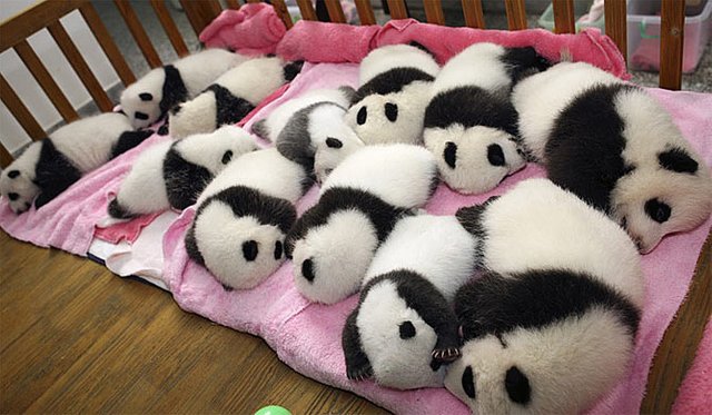 baby-panda-nap-time.jpg