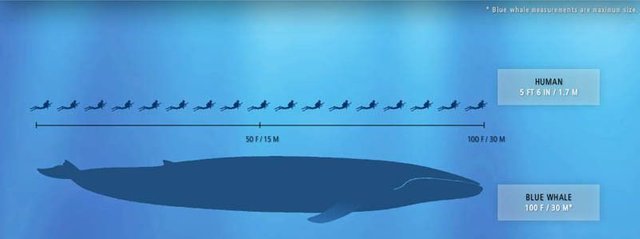 Do you know the Largest Animal Ever? — Steemit