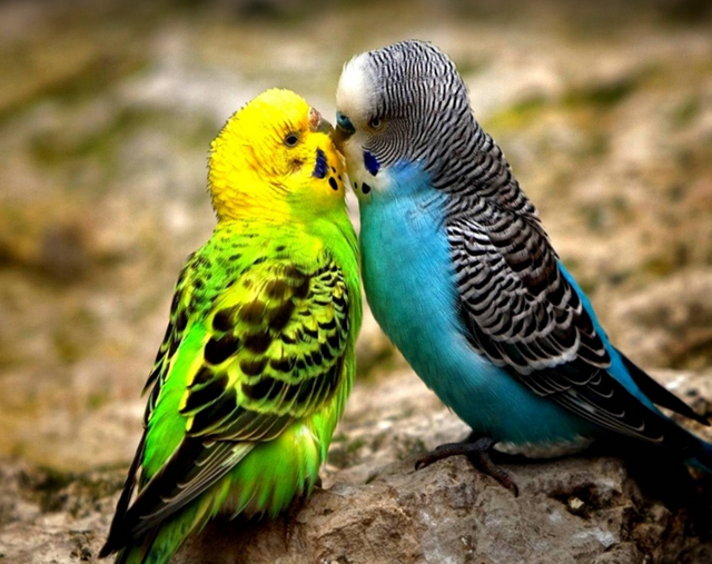 LoveBird.PNG