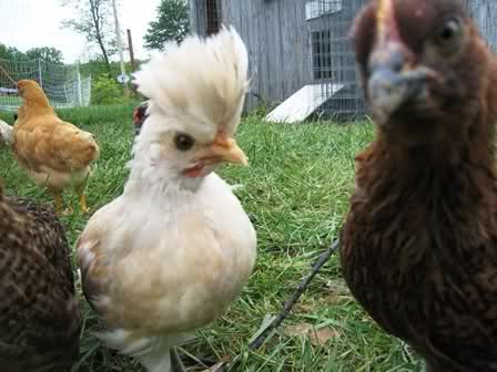 ChickenMohawk.jpg