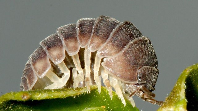 Armadillidium vulgare 2 BY Tas 2017-11-08.jpg