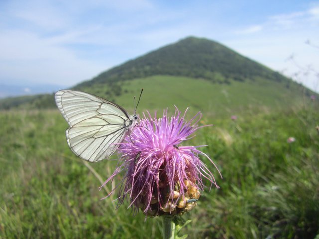 赤城娘子山006.jpg