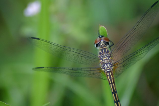 dragonfly 2-3.jpg