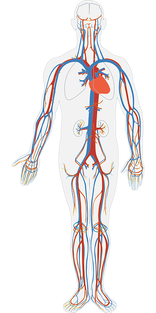 human-body-311864_640.png