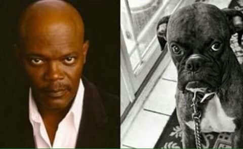 perros que se parecen a sus dueños - Samuel Leroy Jackson.jpg