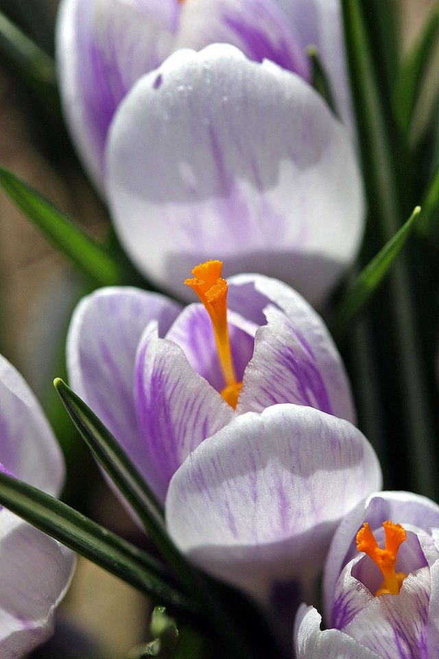 crocus flower.JPG