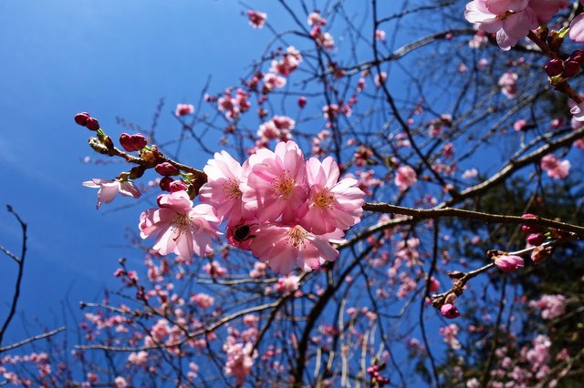 cherry-blossom-3296632_1920.jpg