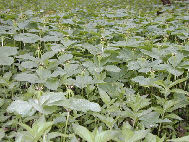 Herb Paris Stand 3.jpg