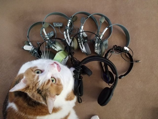 kitty_headsets - Copy.jpg