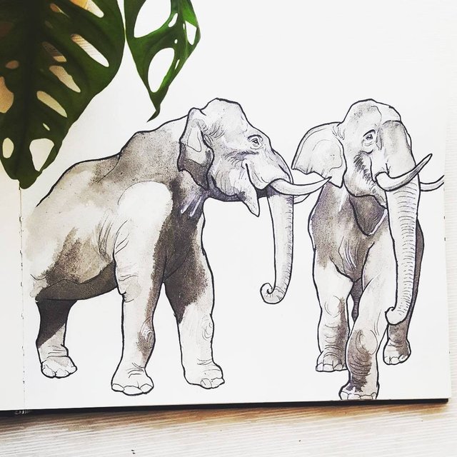 elephants.jpg