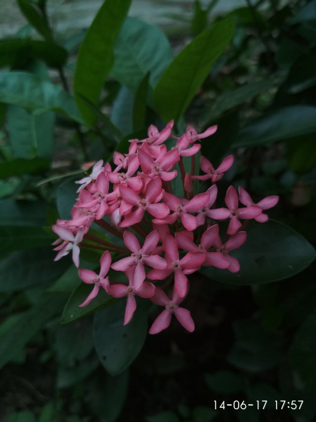 Ashoka Flower Which Is Considered Able To Repel The Sadness Steemit