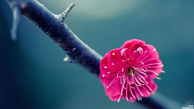 beautiful-pink-one-flower-awesome-nature-photography-great-atmosphere-242.jpg