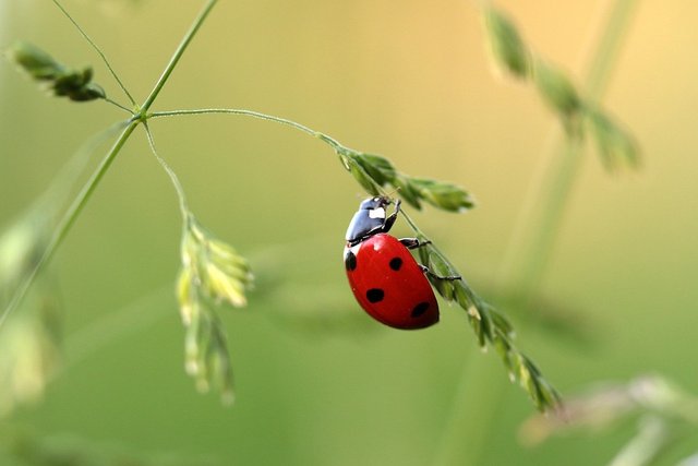 ladybug-1480102_960_720.jpg