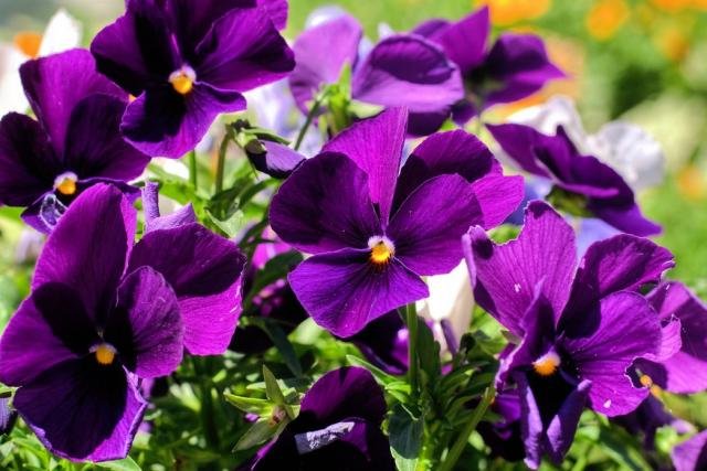 Image of Dark purple flowers.jpg