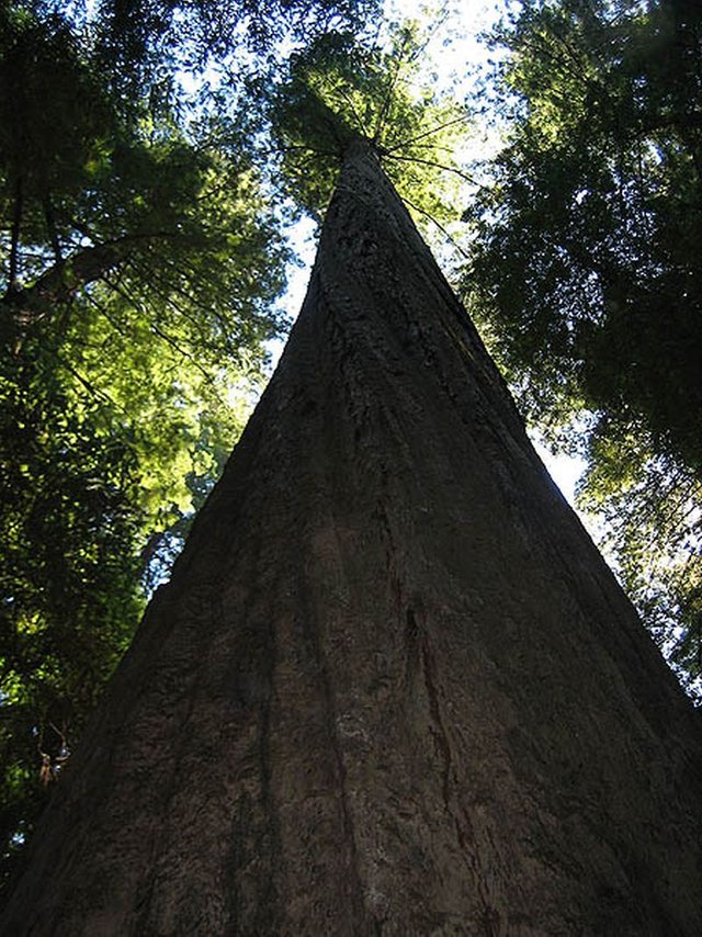 Mendocino-Tree.jpg