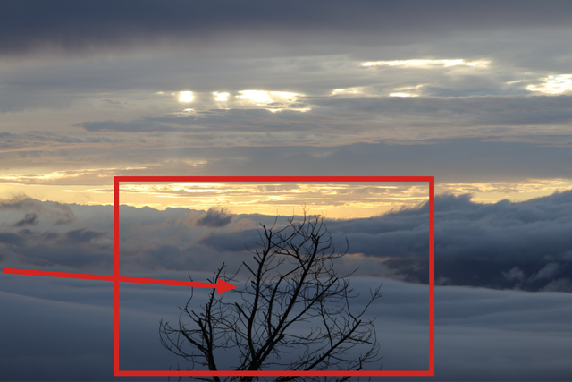 pesky-tree.png