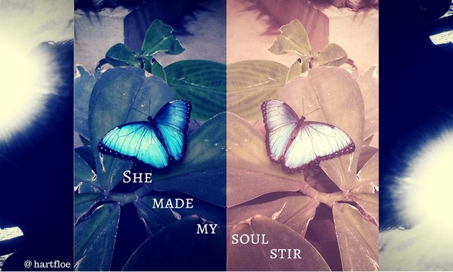 Butterfly 50 Word Poem Competition.jpg