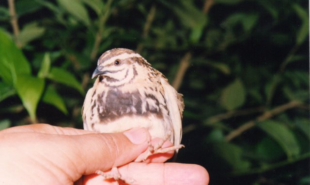 Rain_Quail_Coturnix_coromandelica_Male_Amravati_(8).jpg