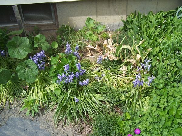 South - wood hyacinths crop May 2018 .jpg