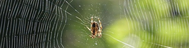 spider-1531615_960_720.jpg