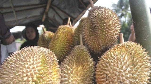 enjual-durian-tangse-p.jpg