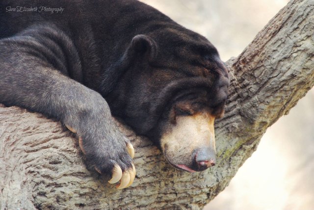 omaha zoo bear.jpg