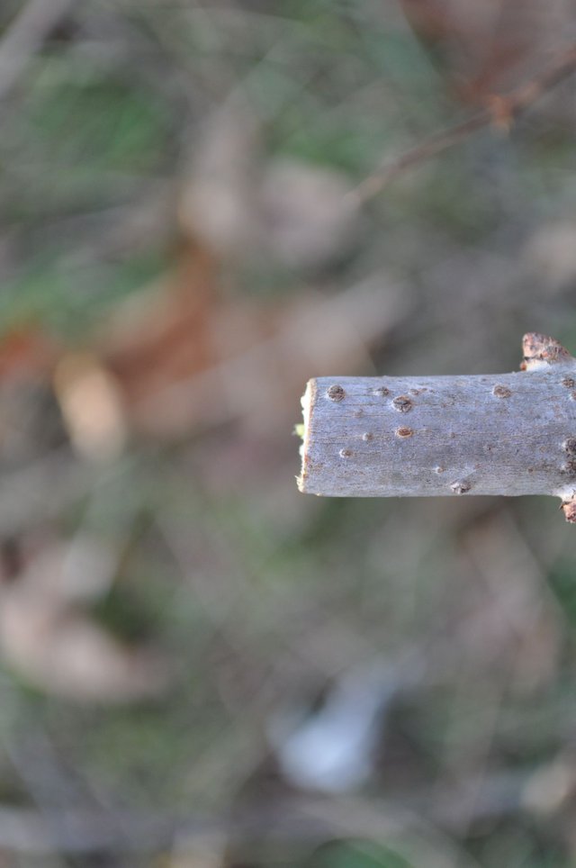 DSC_0446.JPG