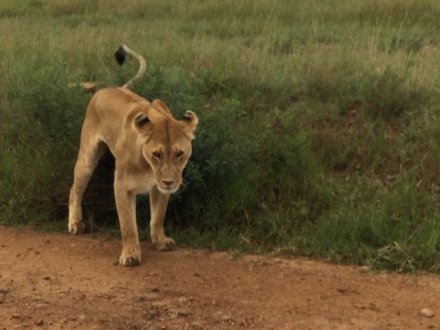 Lioness staring.jpg