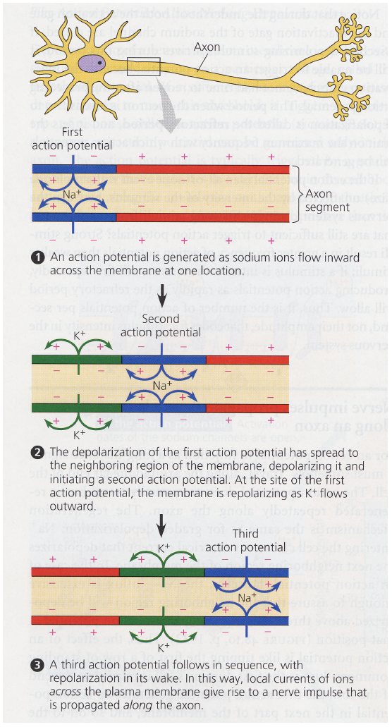 action-potential-propagation.PNG