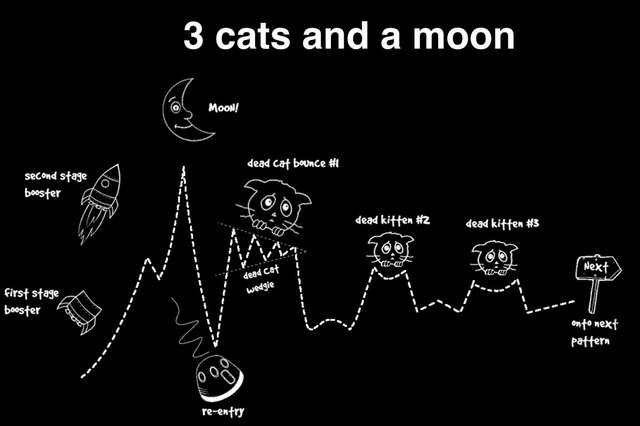 5-3-cats-and-moon.jpg