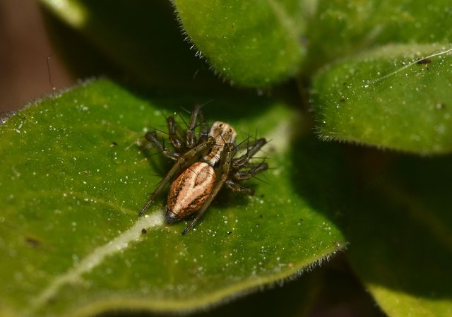 Lynx spider 2.jpg