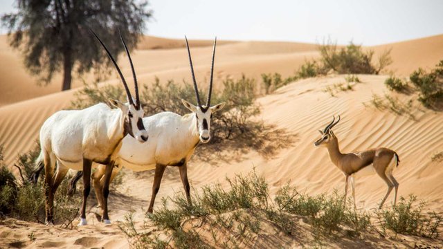 Desert-Reserve-in-Dubai.jpg