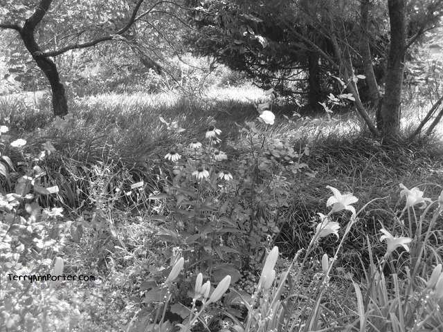 FieldOfFlowers-bw.png