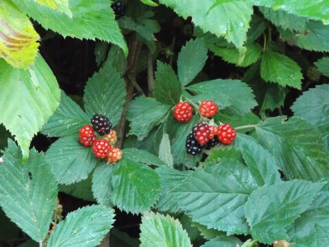 Wild_Blackberries.jpg