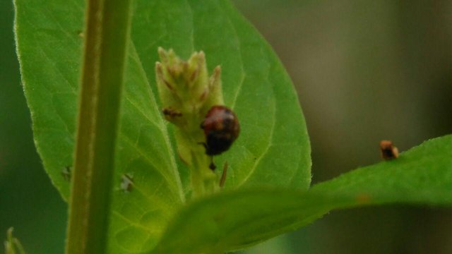 ladybugs (2).jpg