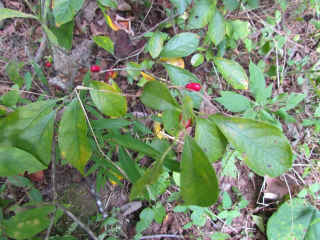 20141007 Kitties, goats and autumn 003 - Spice Bush and ripe berries.jpg