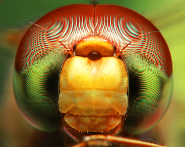 Dragon_Fly_portrait_using_reverse_ring_macro.png