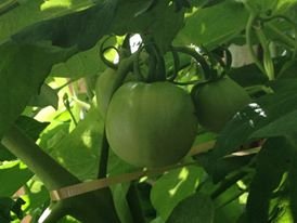 reclaim garden tomatoes on vine green 1.23.14.jpg
