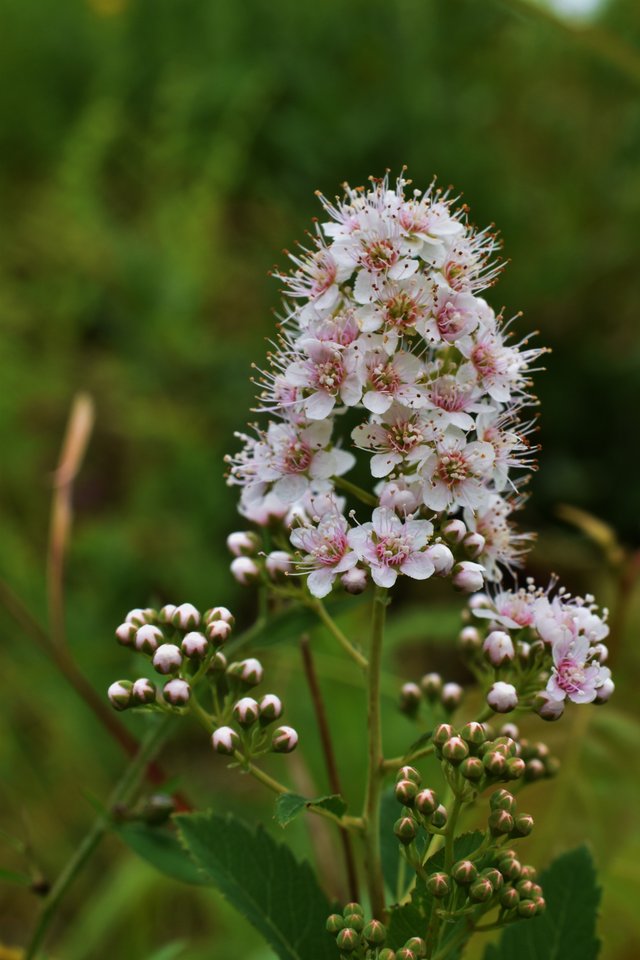 meadowsweet.JPG