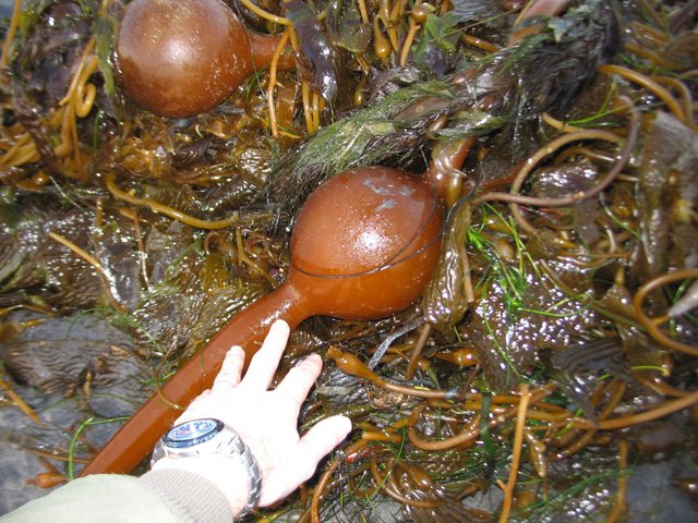 Algae_bladder_4290.jpg