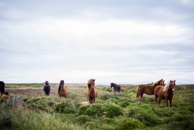 public-domain-images-free-stock-photos-animals-farm-horses-1000x668.jpeg