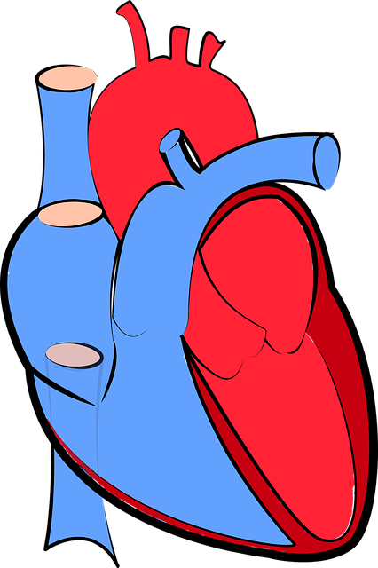 human-heart-1700453_640.png